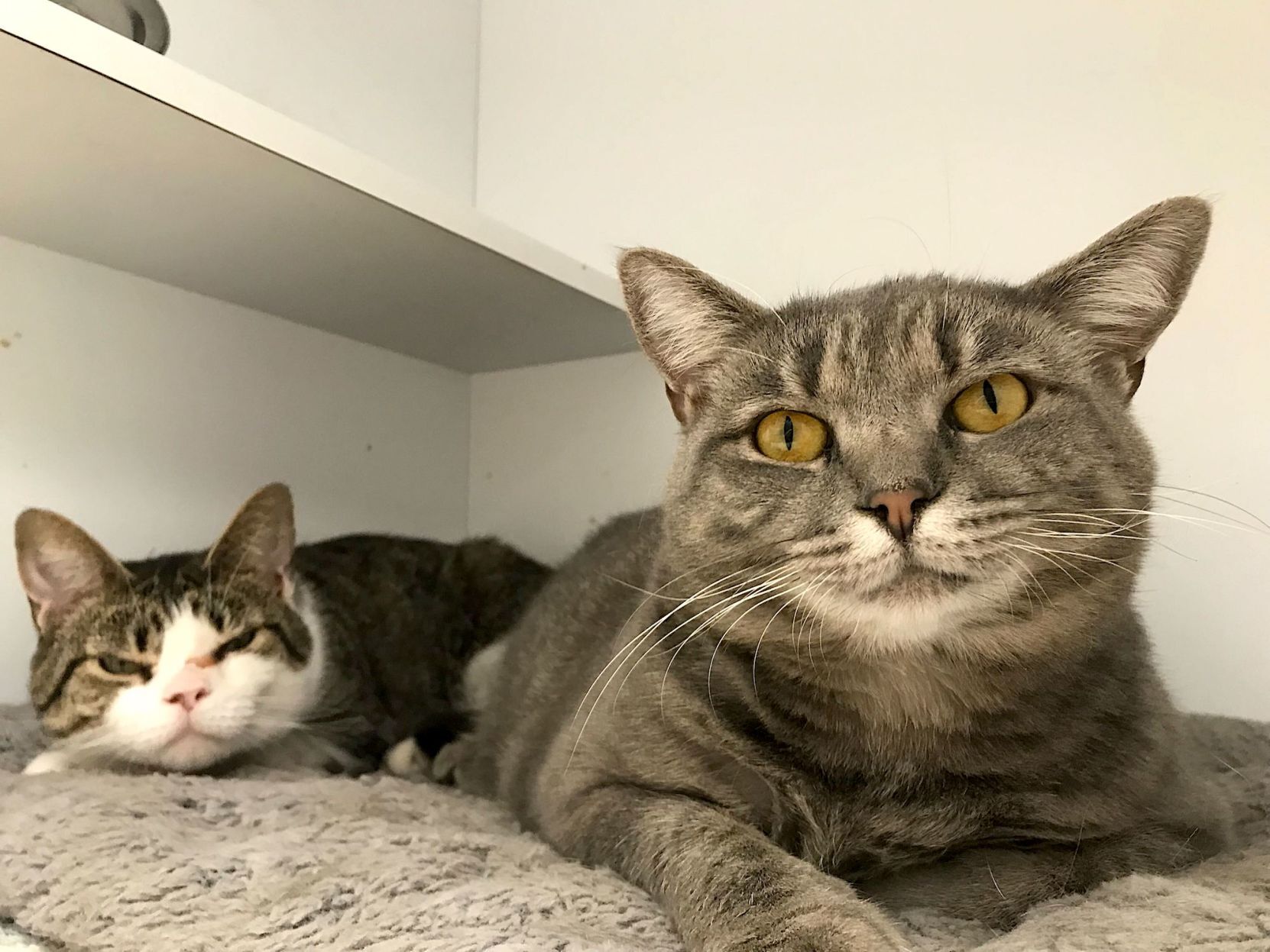 Pets of the week